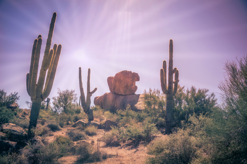 Two boulders surrounded by three saguaros in the Sonoran Desert.